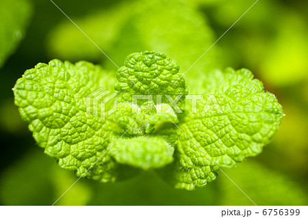 アップルミント 6756399