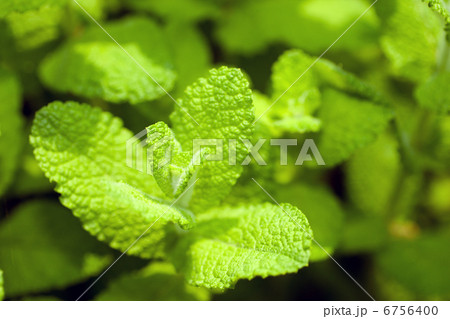 アップルミント 6756400