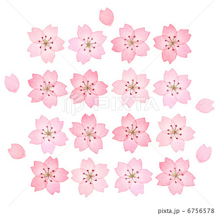 桜水彩画イラストのイラスト素材