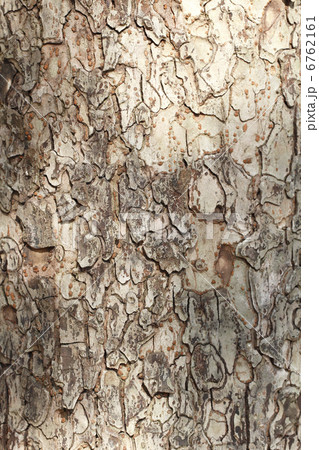 アキニレ 樹皮 アキニレ 樹皮 6762161