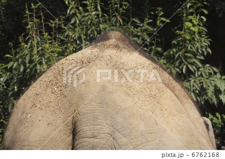 ゾウの背中 ゾウの背中 6762168