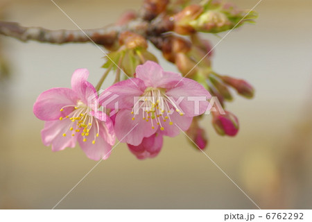 弥生の空を彩る河津桜の花(クローズアップ) 弥生の空を彩る河津桜の花(クローズアップ) 6762292