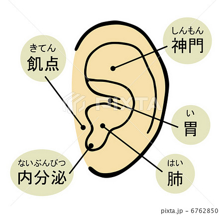 耳のツボのイラスト素材