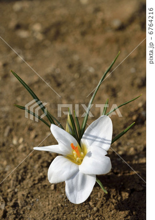 クロッカス（花サフラン） 6764216