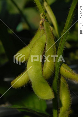 枝豆 6764291
