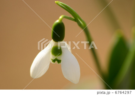 スノードロップ 6764297