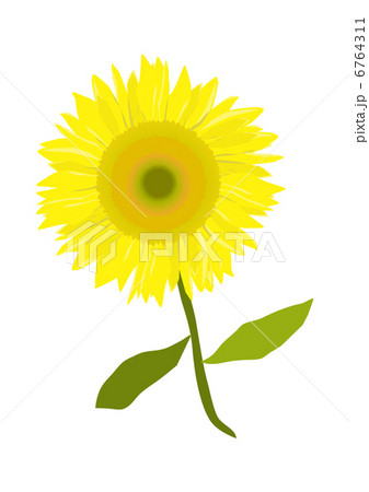 ヒマワリ 6764311