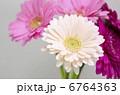 ガーベラ 6764363