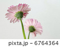 ガーベラ 6764364