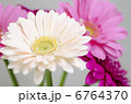 ガーベラ 6764370