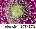 ガーベラ 6764372