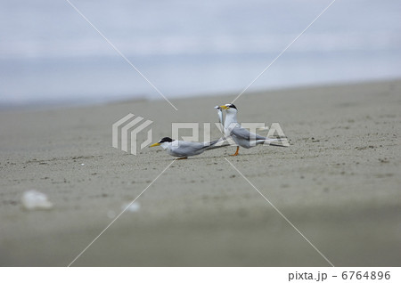 コアジサシ 6764896