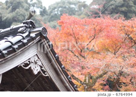 魚楽園の紅葉 6764994