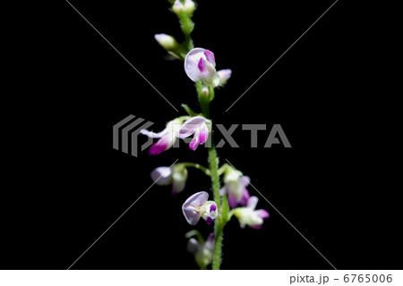 マルバヌスビトハギ 6765006