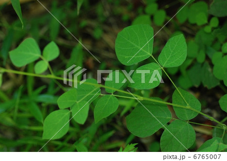 マルバヌスビトハギ 6765007