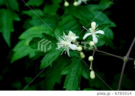 ボタンズル ボタンズル 6765014