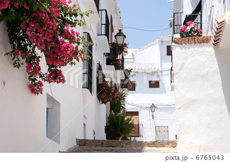 フリヒリアナ フリヒリアナ 6765043