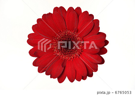 注意 花びらの折れシワをレタッチしています ガーベラの花 の写真素材