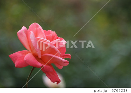 カトリーヌ・ドヌーブ 6765233