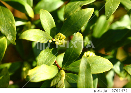 ジンチョウゲ 6765472