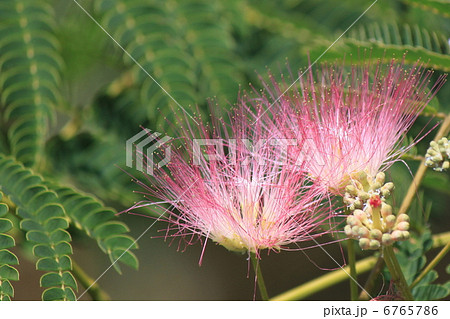ネムノキの花 6765786