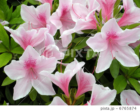 平戸ツツジ 6765874