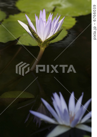 熱帯性スイレン 熱帯性スイレン 6766039
