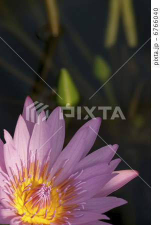 熱帯性スイレン 熱帯性スイレン 6766040