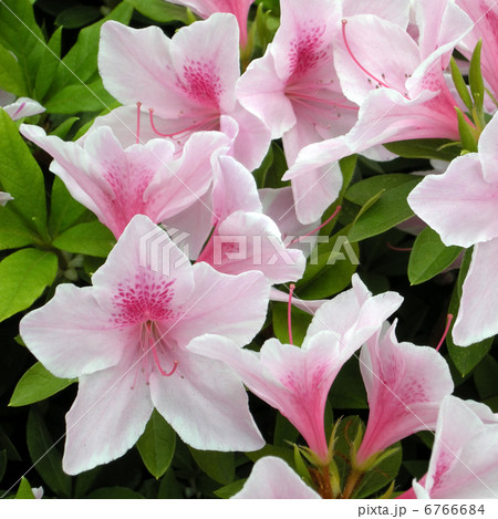 平戸ツツジ 6766684