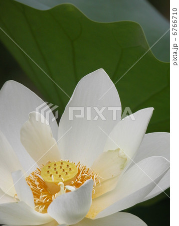 白い蓮の花 白い蓮の花 6766710