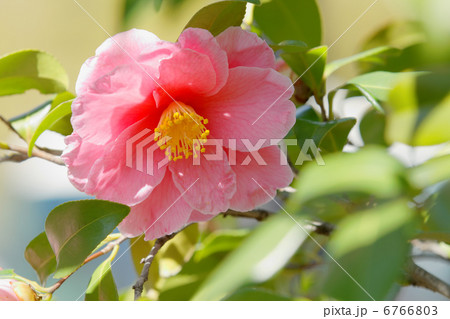 増上寺のピンク色の椿の花と日差し 6766803