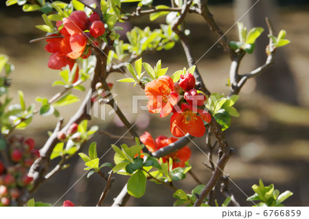 小菅西公園の赤いボケの花と蕾 小菅西公園の赤いボケの花と蕾 6766859