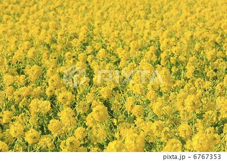 菜の花 菜の花 6767353