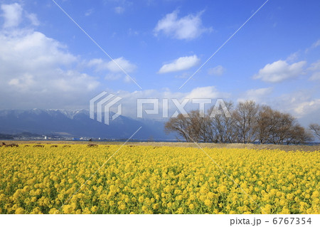 菜の花 菜の花 6767354
