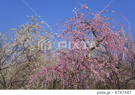 曽我別所梅林の紅枝垂れ梅 6767487