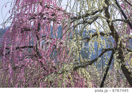 曽我別所梅林の紅枝垂れ梅 曽我別所梅林の紅枝垂れ梅 6767495