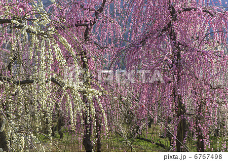 曽我別所梅林の紅枝垂れ梅 6767498