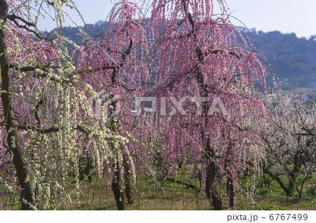 曽我別所梅林の紅枝垂れ梅 6767499