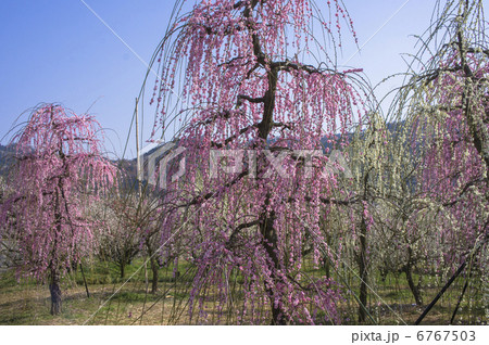 曽我別所梅林の紅枝垂れ梅 6767503