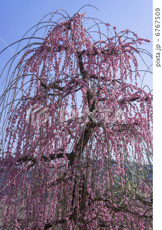 曽我別所梅林の紅枝垂れ梅 曽我別所梅林の紅枝垂れ梅 6767509