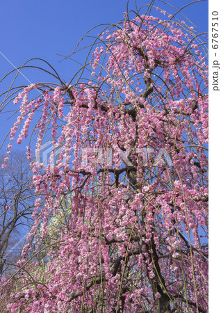 曽我別所梅林の紅枝垂れ梅 曽我別所梅林の紅枝垂れ梅 6767510