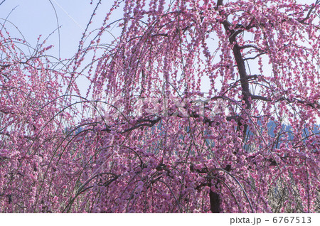 曽我別所梅林の紅枝垂れ梅 6767513