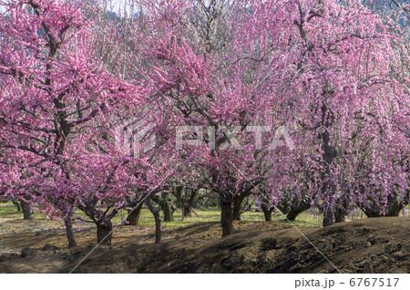 曽我別所梅林の紅枝垂れ梅 6767517
