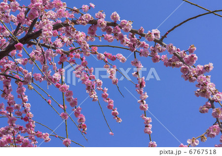 曽我別所梅林の紅枝垂れ梅 曽我別所梅林の紅枝垂れ梅 6767518