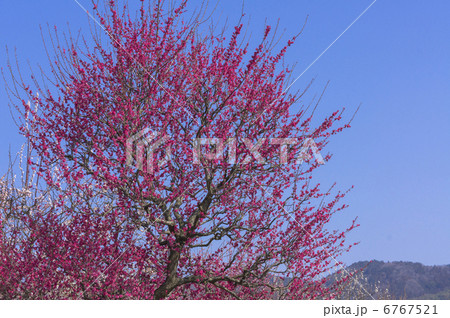 曽我別所梅林の紅千鳥梅 6767521