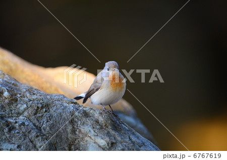 オジロビタキ 6767619