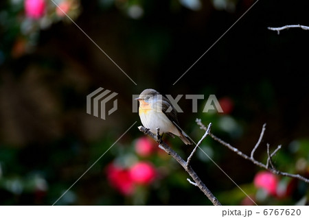 オジロビタキ 6767620