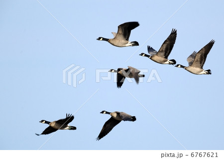 シジュウカラガン 6767621