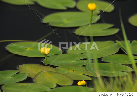 オゼコウホネ オゼコウホネ 6767910