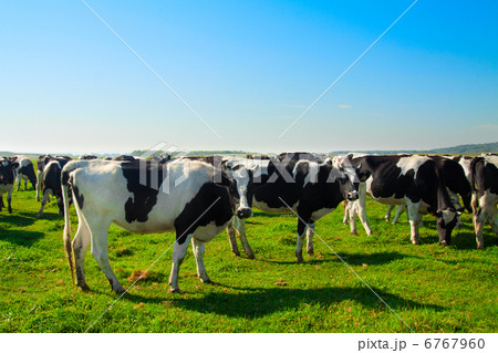Herd of cows grazing in meadow Herd of cows grazing in meadow 6767960